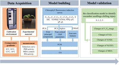A classification method of stress in plants using unsupervised learning algorithm and chlorophyll fluorescence technology
